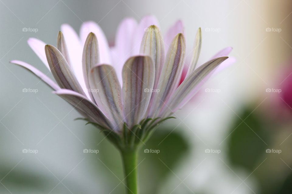 Close-up of flower