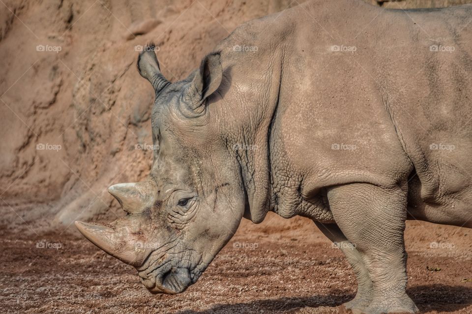 Rhinoceros, Bioparc (Valencia - Spain)