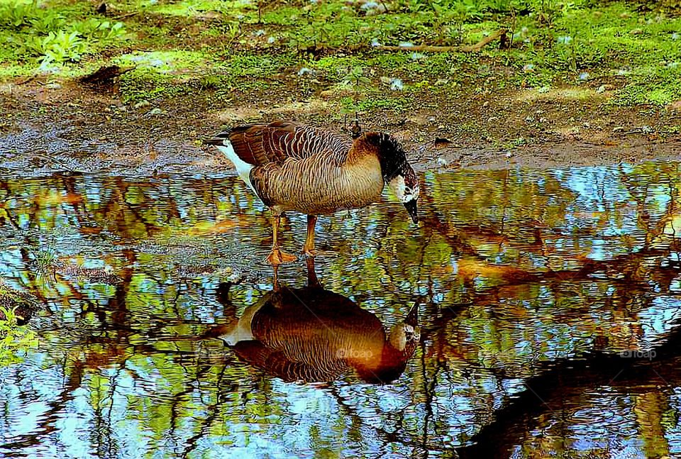 Duck and it's reflection on the edge of the pond of Rosporden