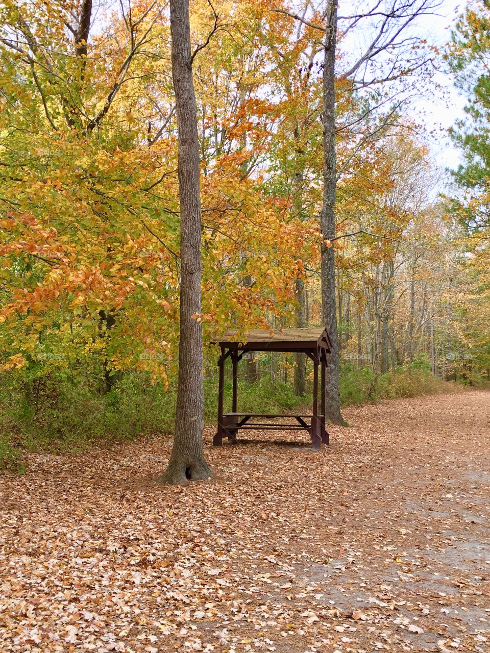 Picnic area on trail with fall foliage