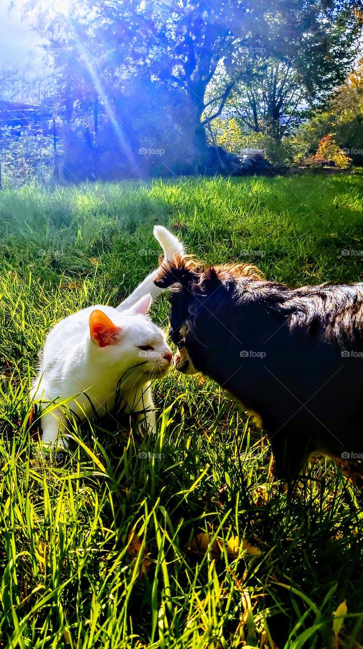 My cat and my dog play on my garden