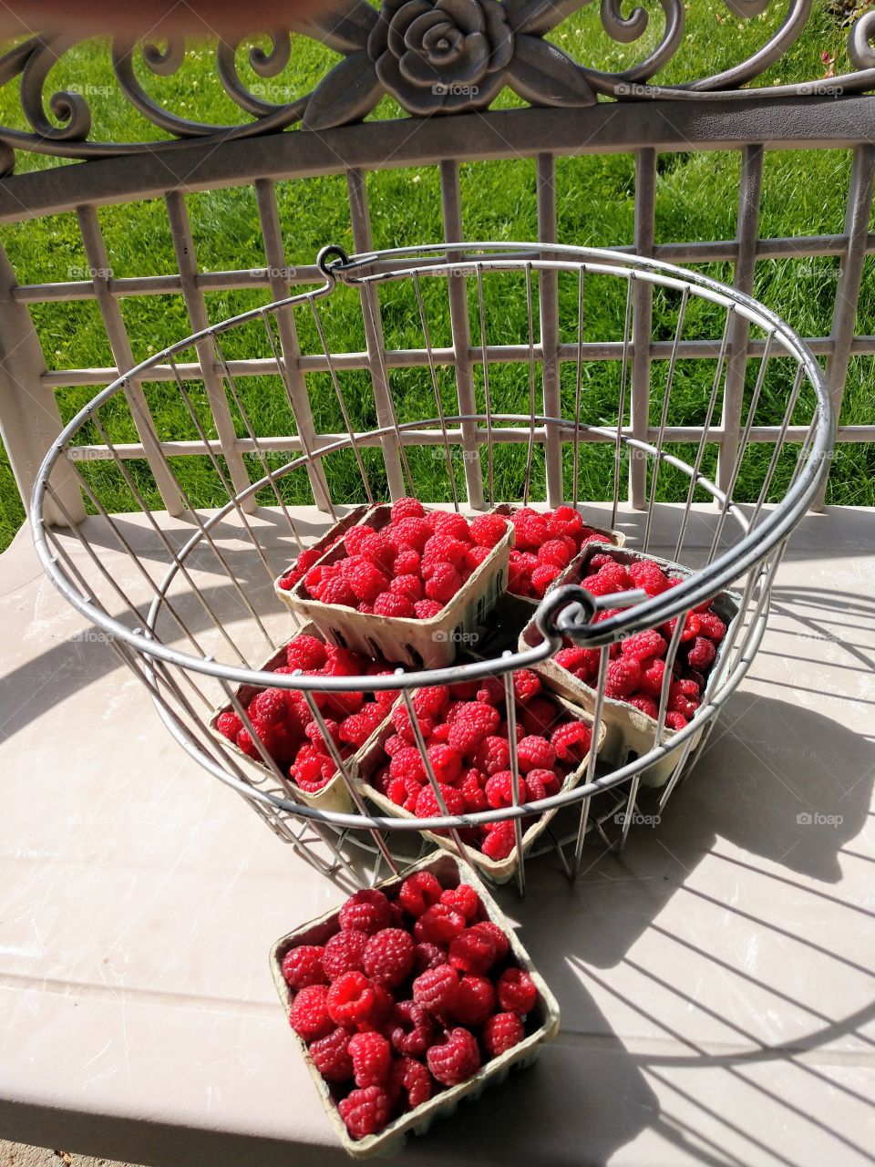raspberry picking garden fruit