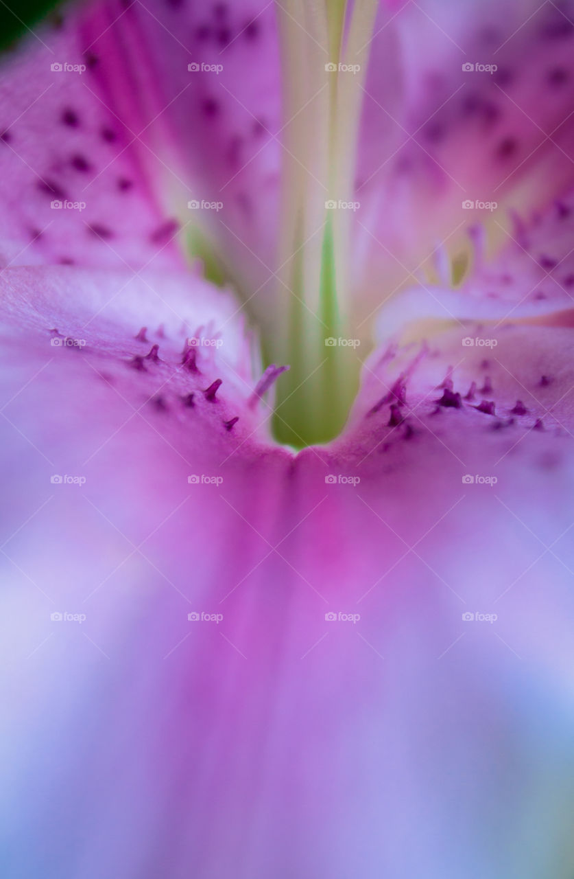 Up close to a flower 