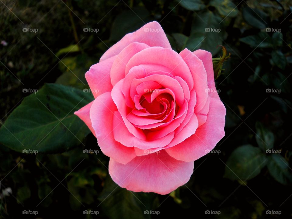 Pink beautiful rose. Classical :)