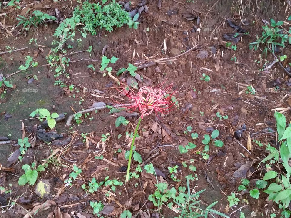 Cluster amaryllis