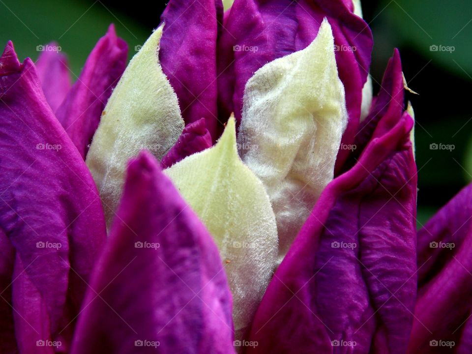 An attempt at a closeup of a  velvety flower. I took this a few years ago and I know its grainy, but one day I'll take a picture that's crisp and clear!!😀