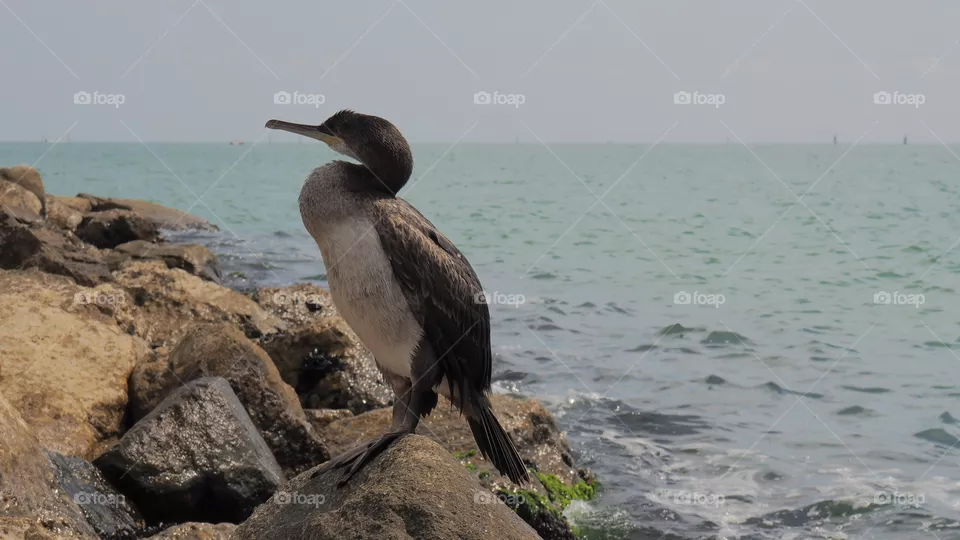Bird 