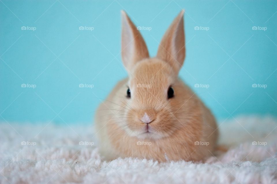 Rabbit