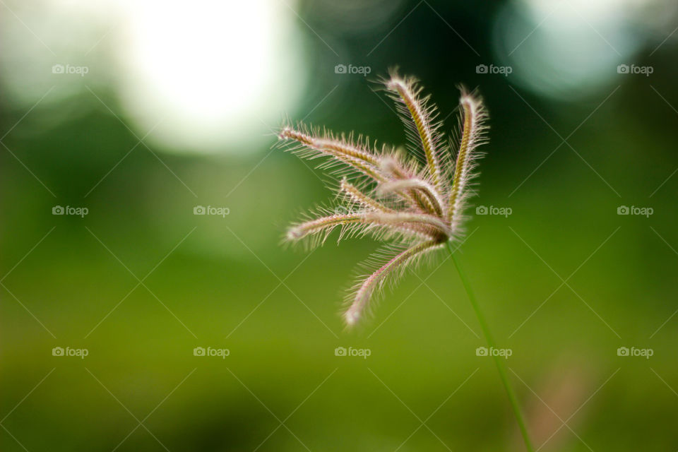 Closeup of swollen finger grass