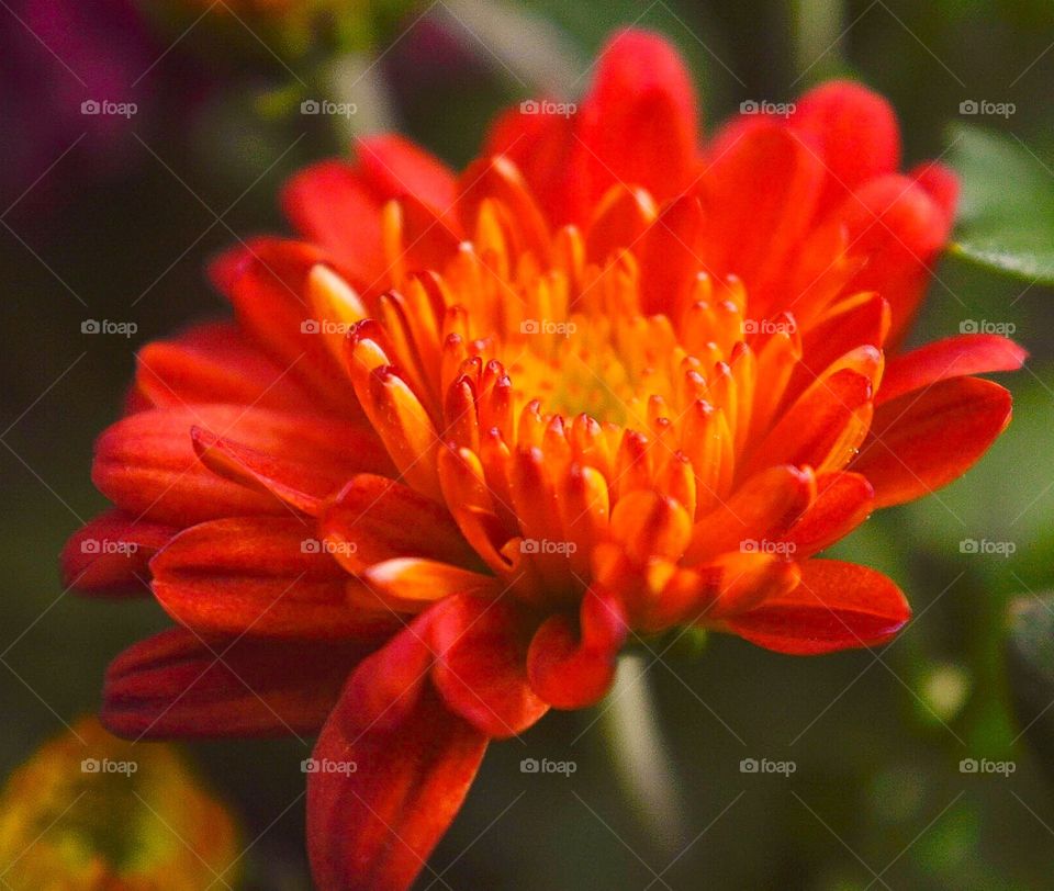 Chrysanthemum 