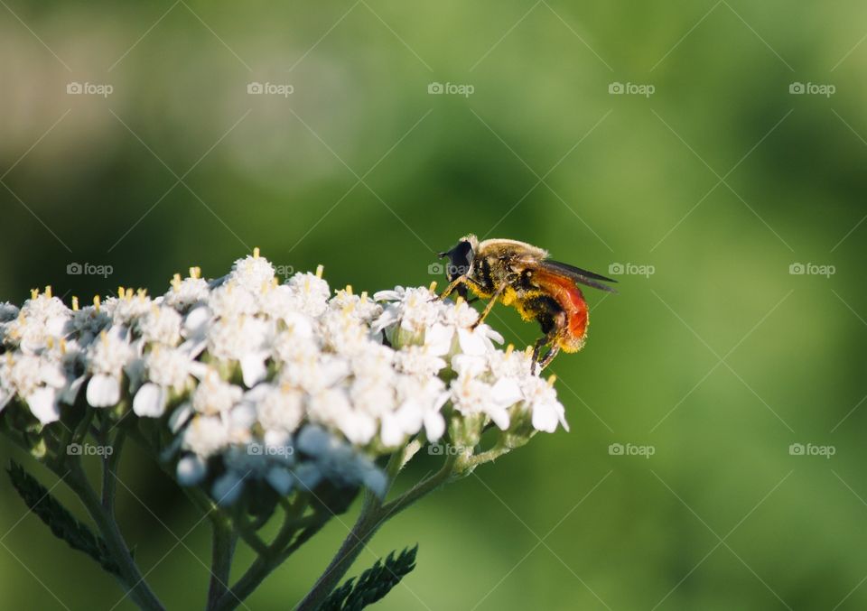 Honeybee on a flower 