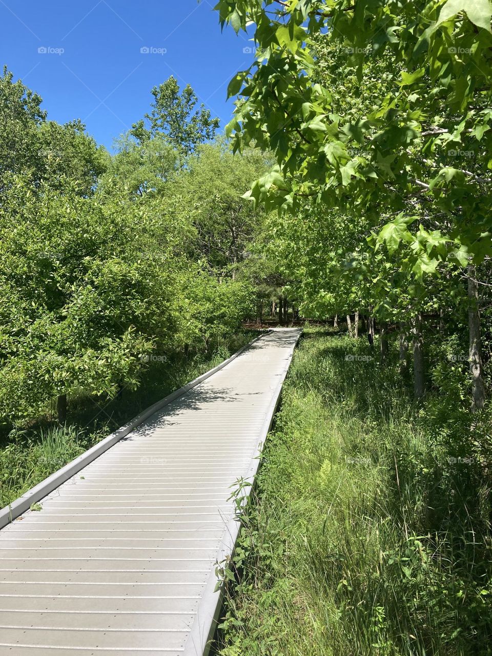 Wooden path going into trees in natural park