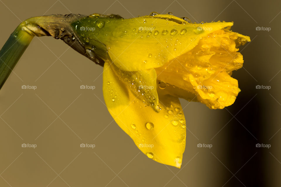 rain droplets on the petals of a daffodil
