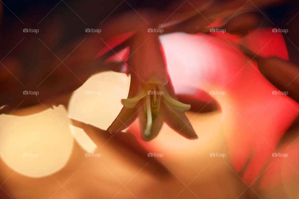 Macro photo of a tiny pink flower 