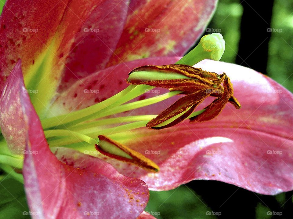 nature flower macro photography by probie15