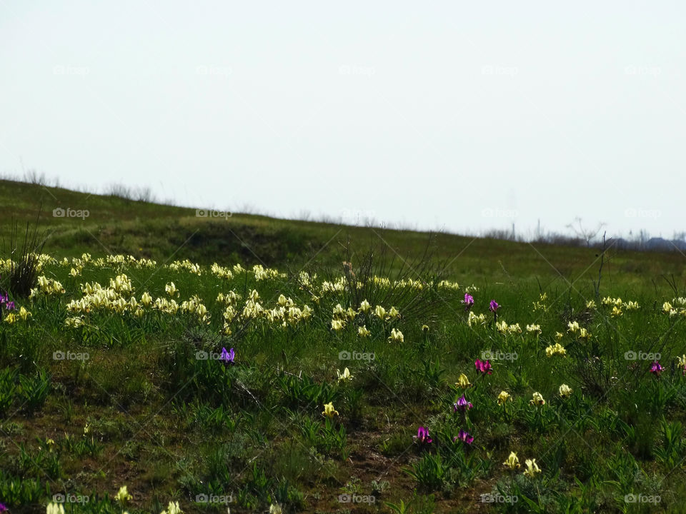 Wild flowers