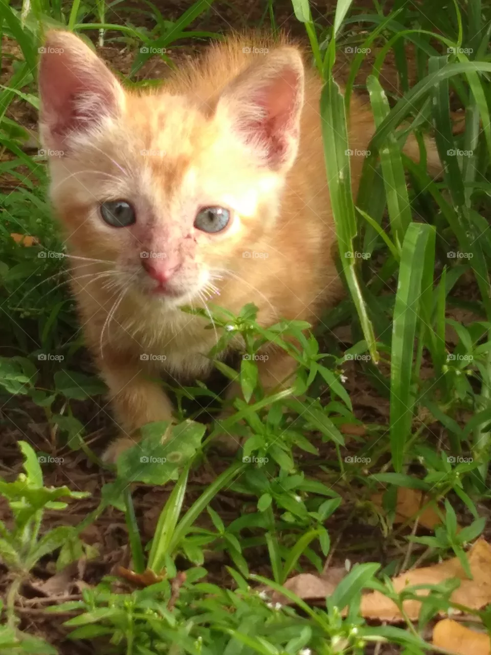 cat