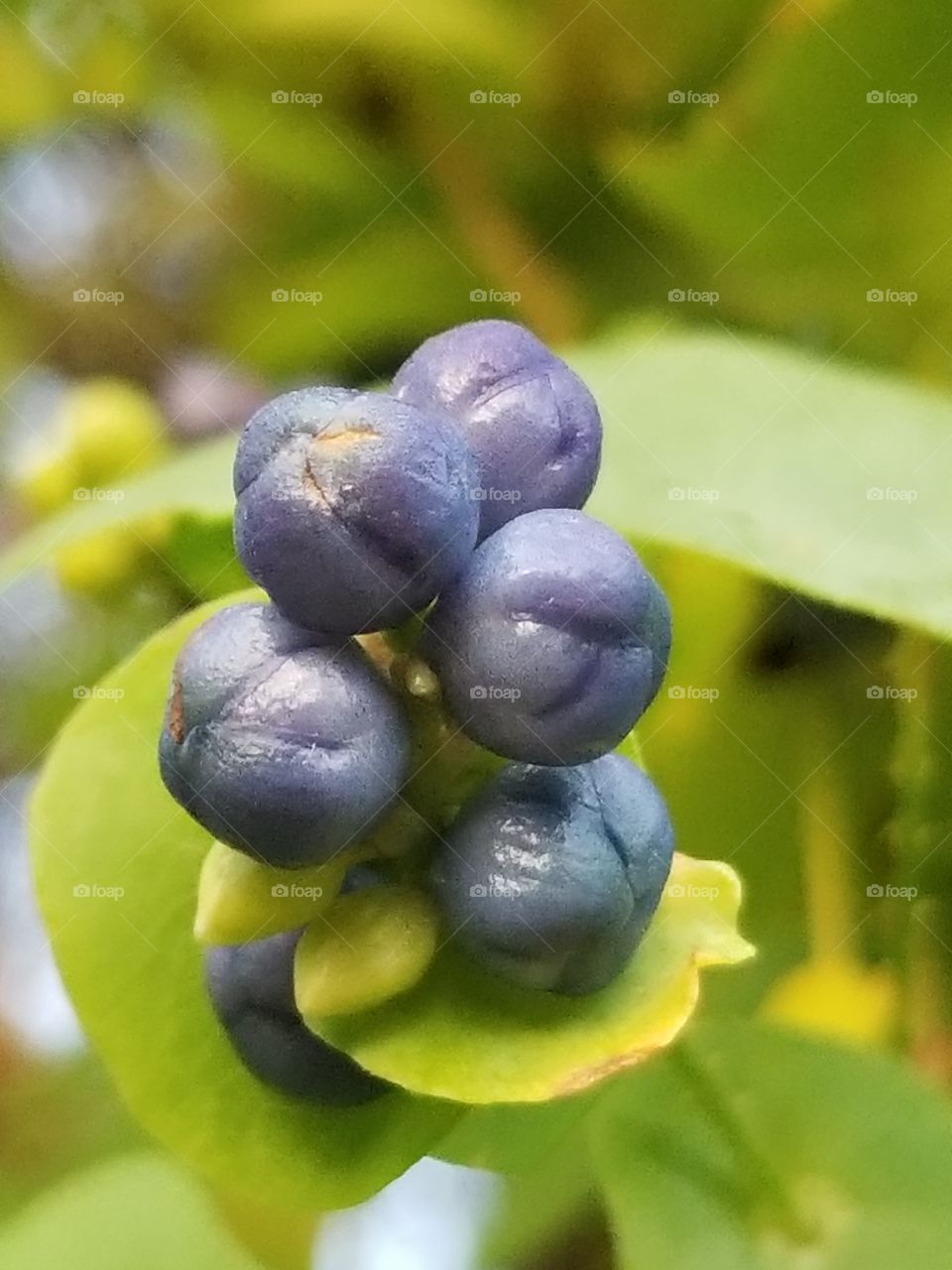 macro berries