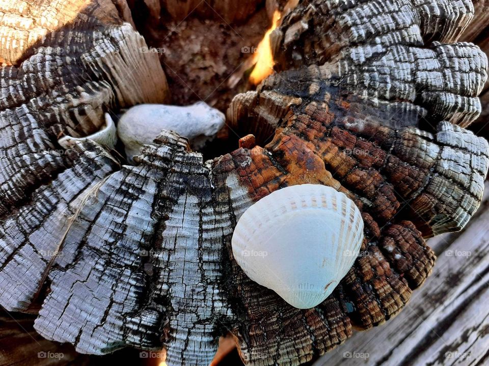 a shell on a tree