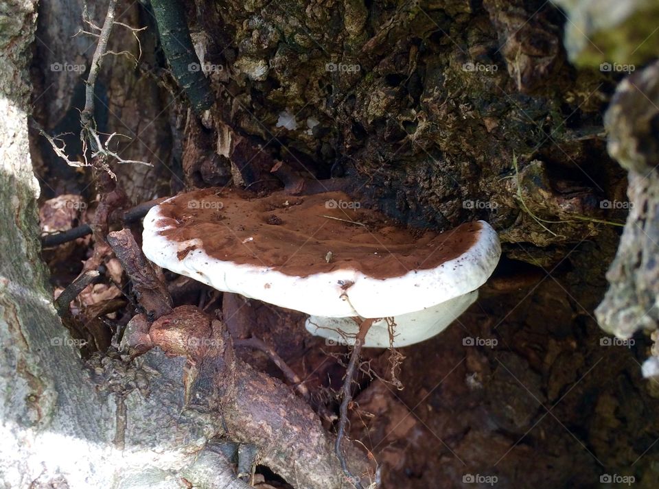 Fungus in a Tree