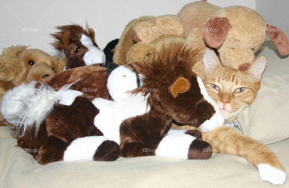 Peek-a-boo orange tabby cat hanging out with his friends stuffed toys