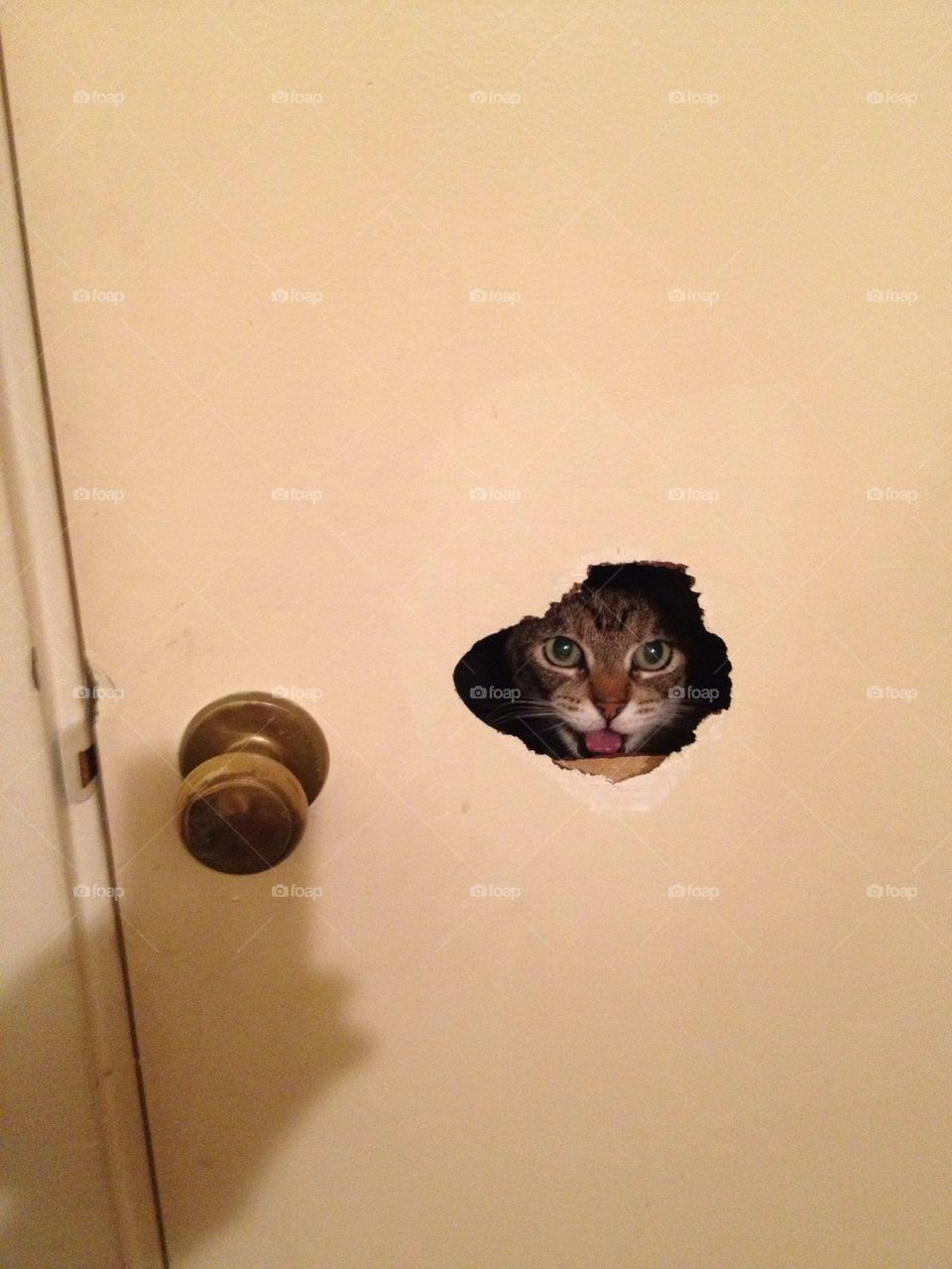  Cat in a door hole
