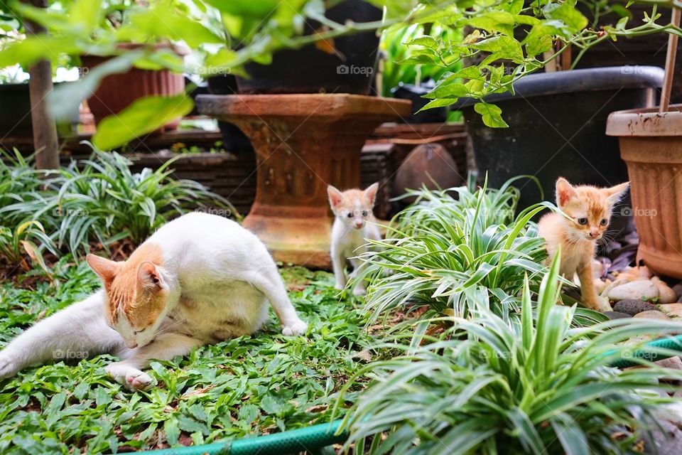 cat family picnic in a garden
