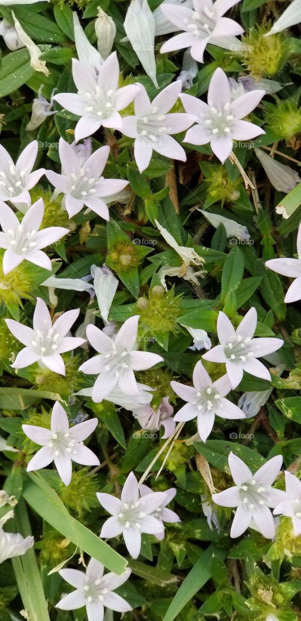 Richardia Scabra, Florida Snow (wildflowers)