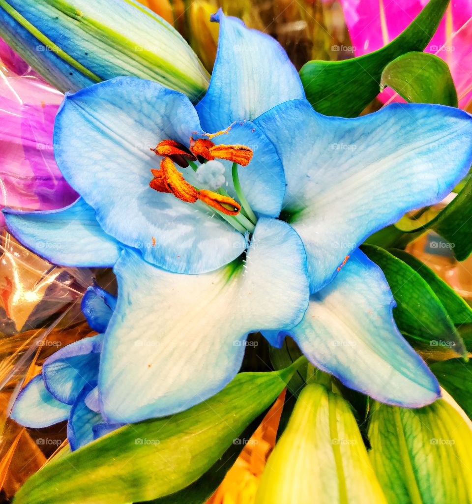 Beautiful vibrant colours