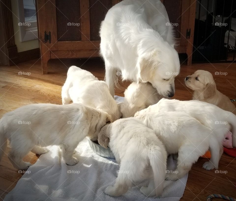 English Cream Retriever with Pups