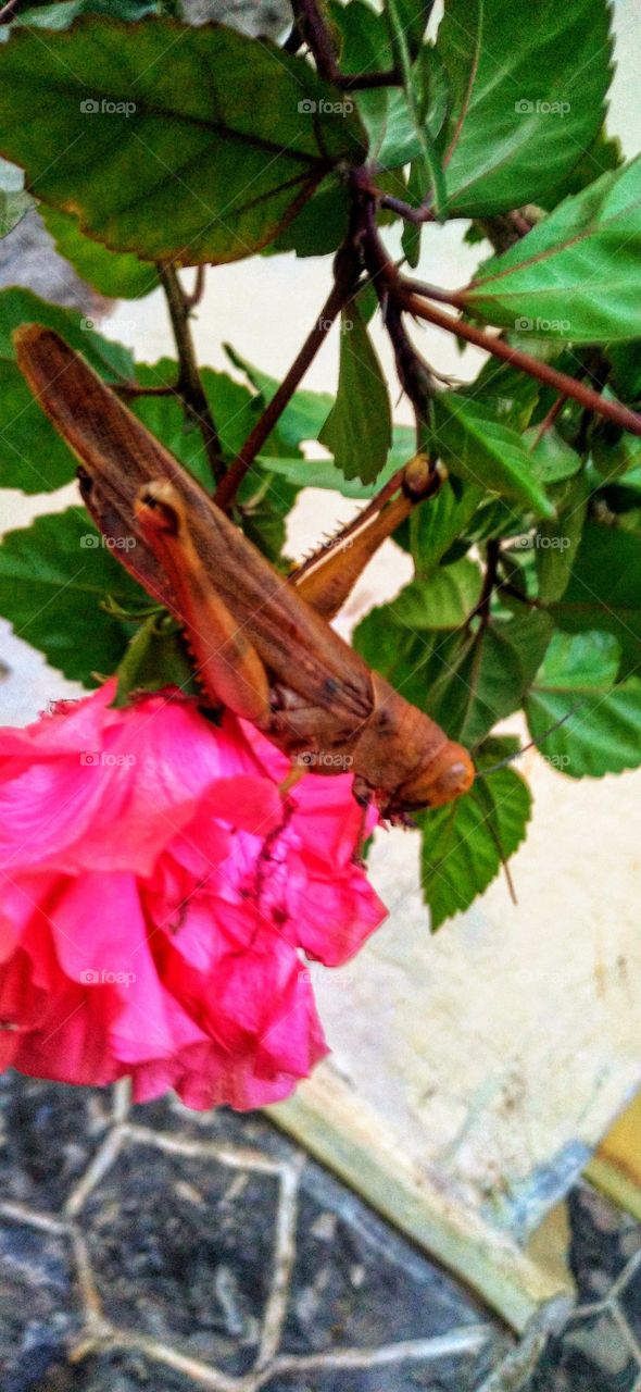 The grasshopper perched on the hibiscus flower.