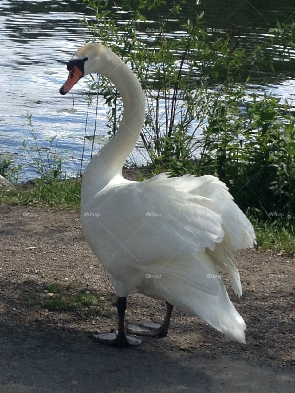 Beautiful swan on land