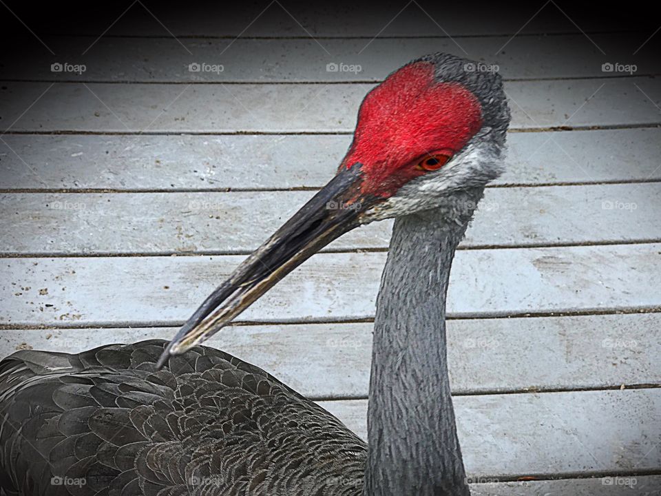 Sand hill Crane