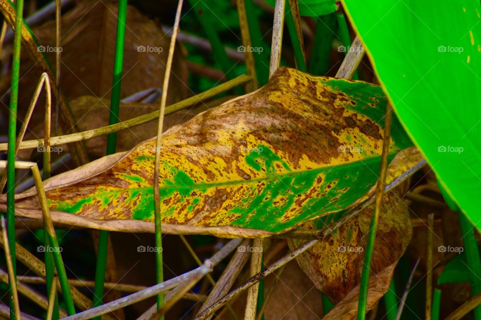 Leaf in the swamp