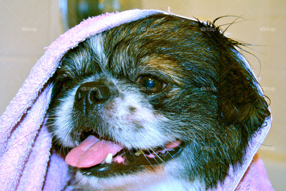 Pekingese dog wrapped in towel