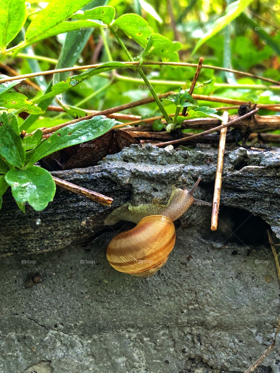 Snail 