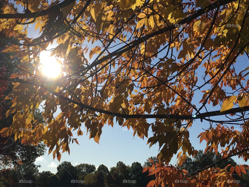 A look through the trees, in Autumn. I just love the colors, and the glowing sun shining through. 