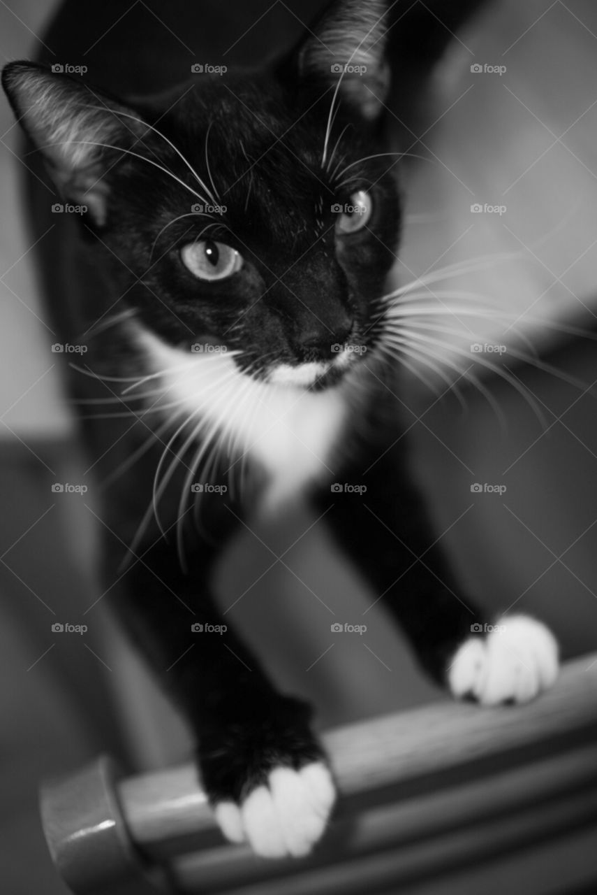Portrait of a Kitten