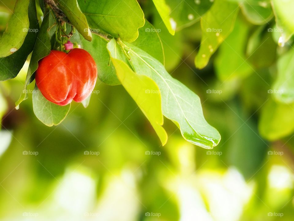 Cherry​