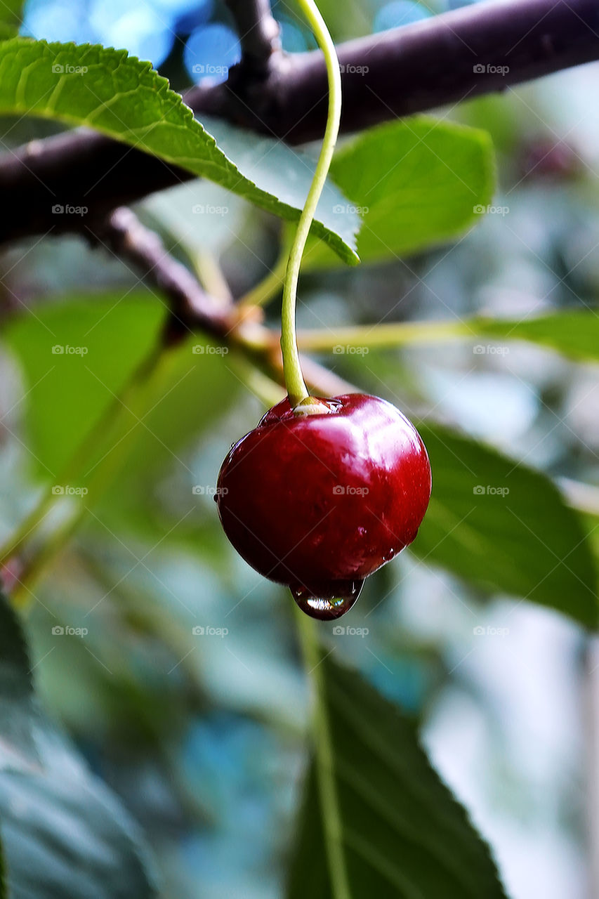 the cherry