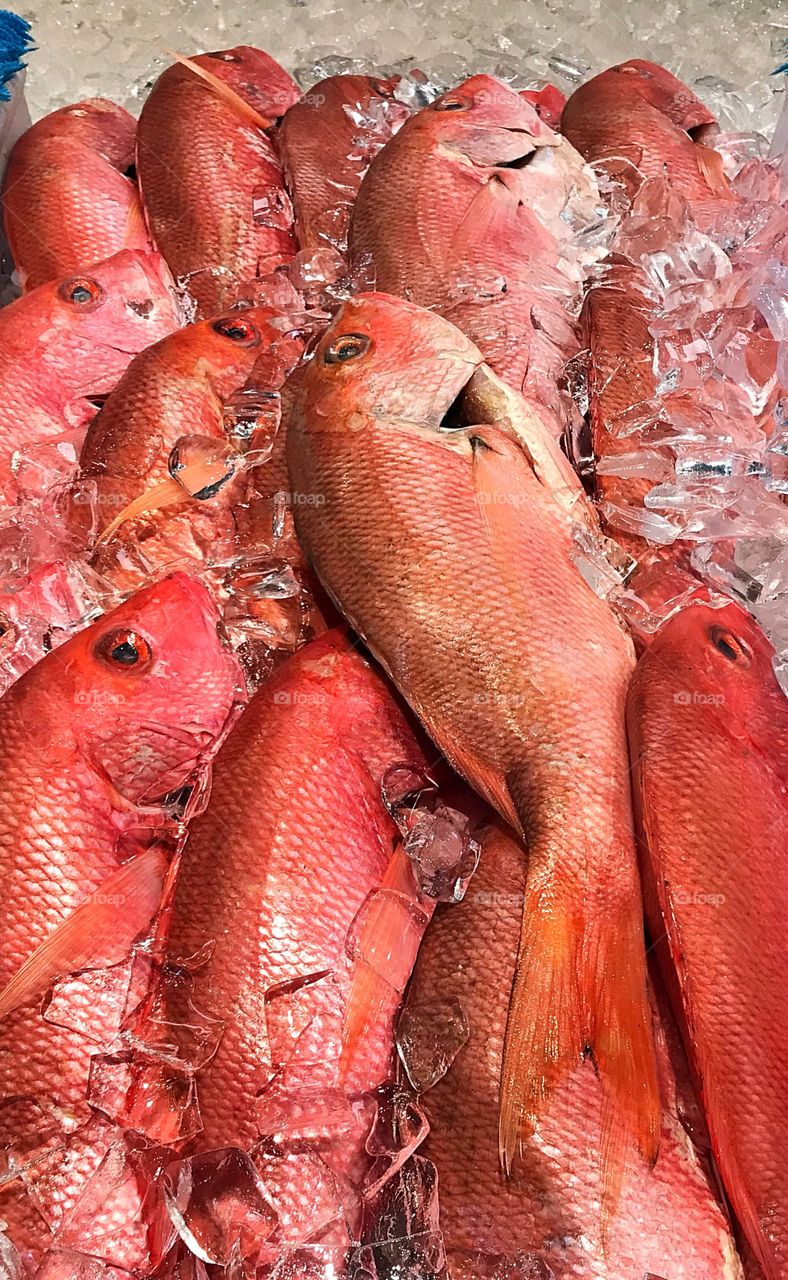 Snapper Fish for  sale