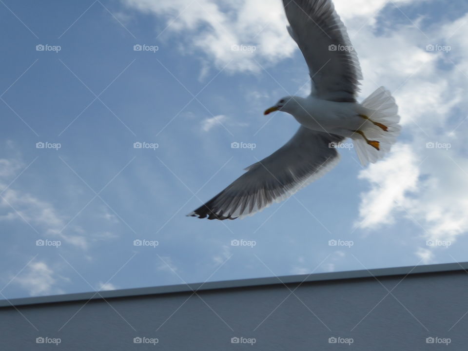 seagull taking off