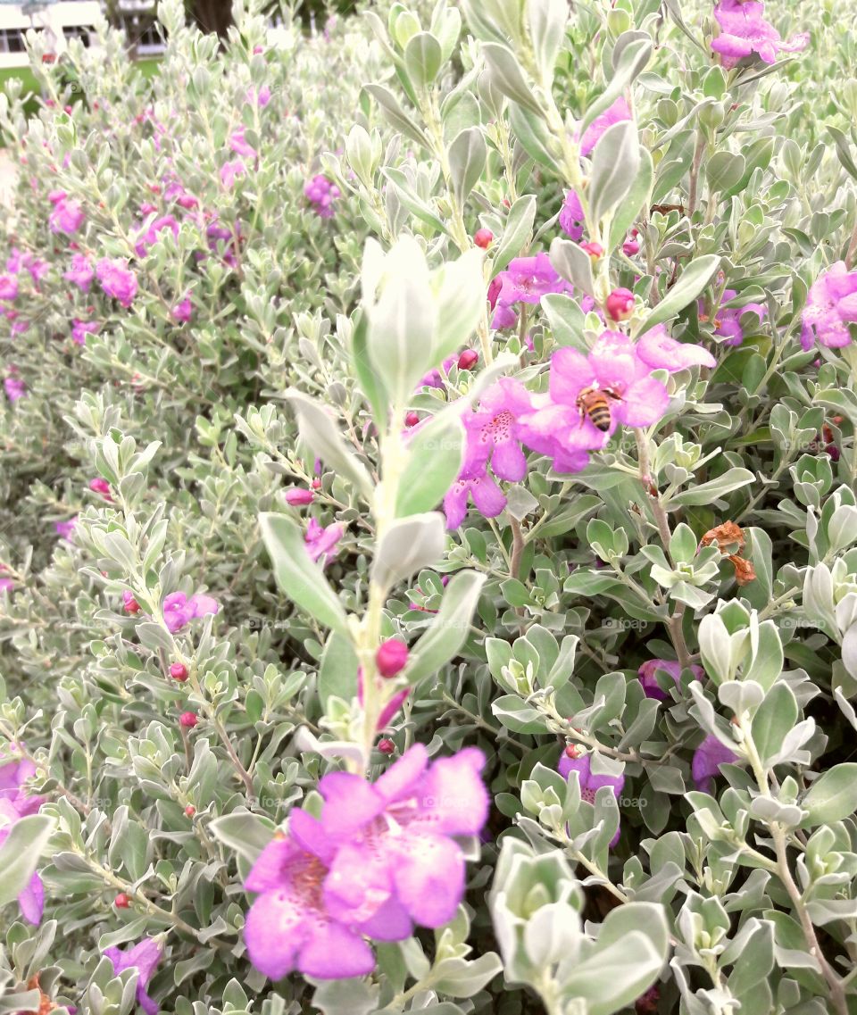 Texas Sage.