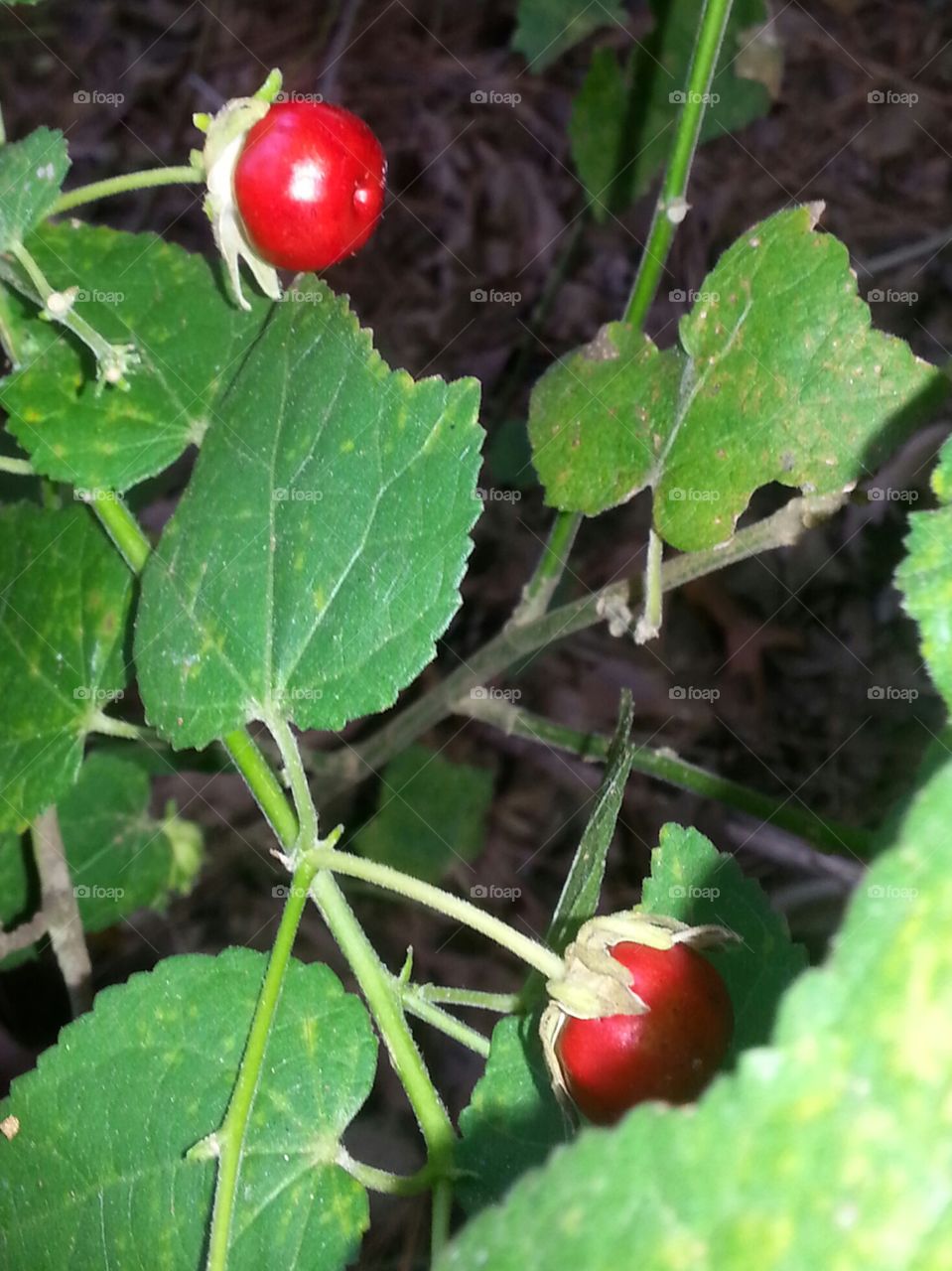 Turk's Cap Berry