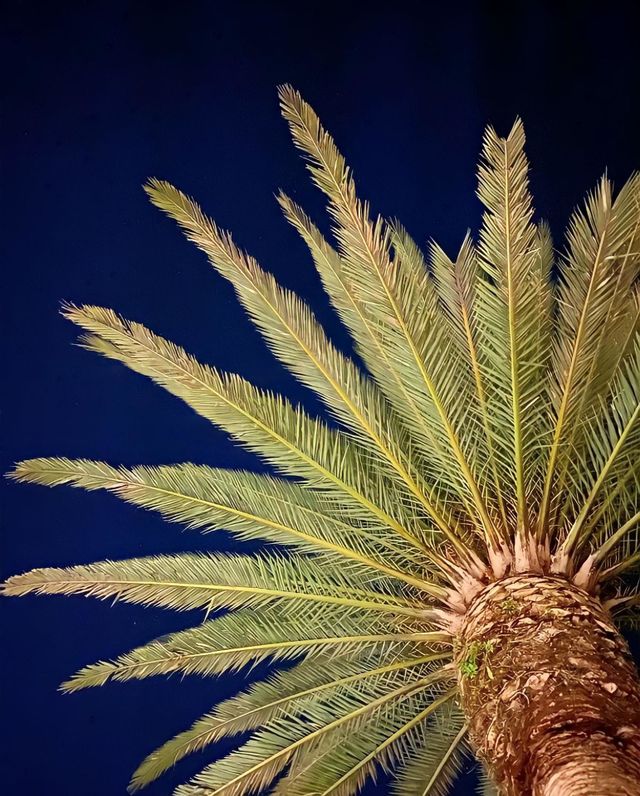 Florida nights 