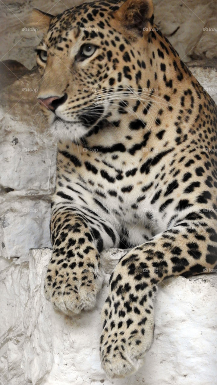 Leopard #Vadodara