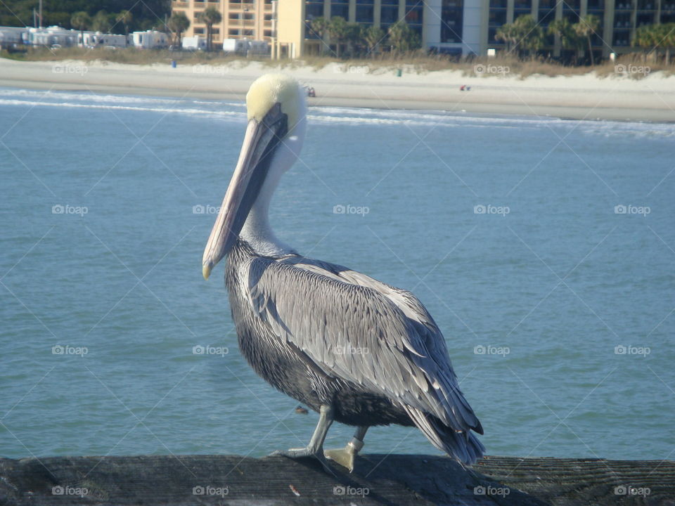 pelican pose