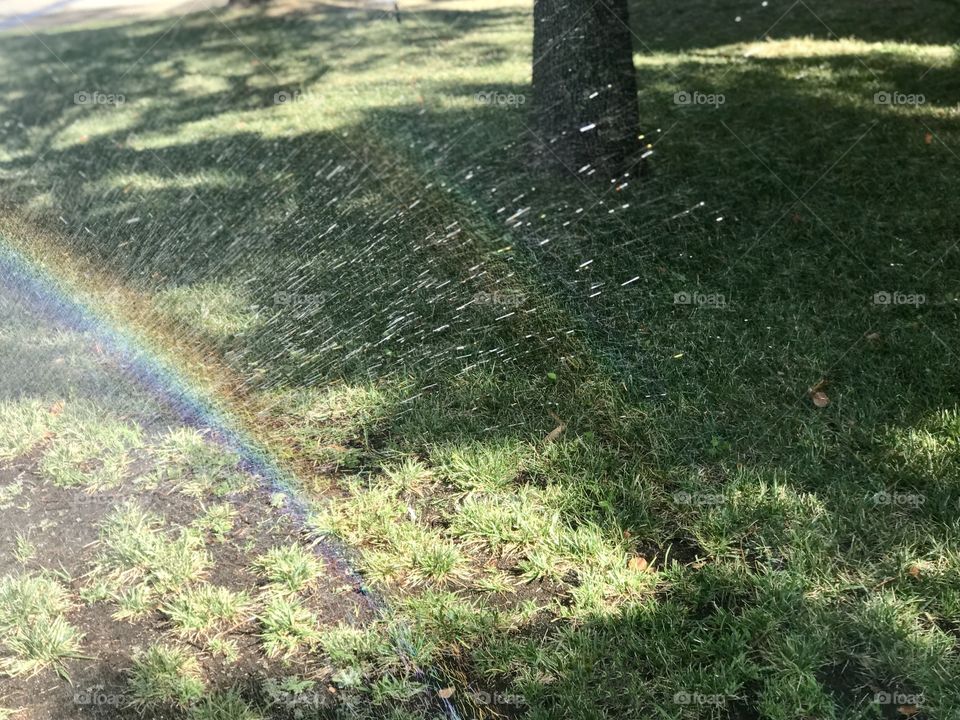 Water and sunlight creating a Rainbow in the yard and green lawn on a summers morning 