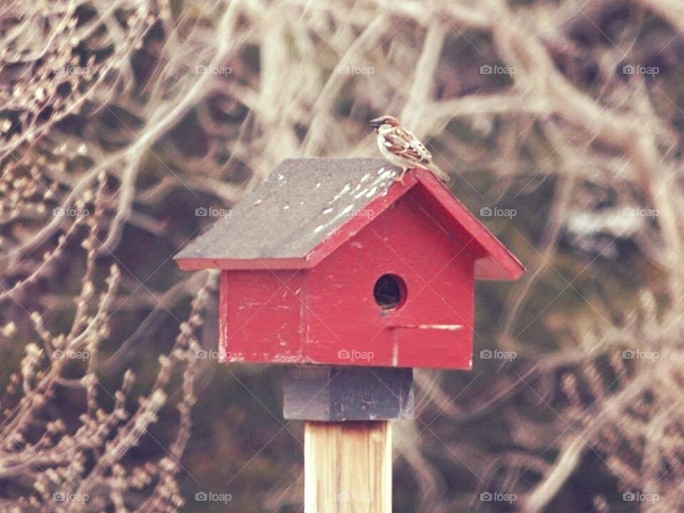 Little Birdie's Home