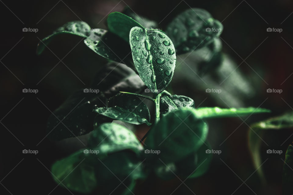 The green color of a leaf, an asian lime plant, with rain drops above it